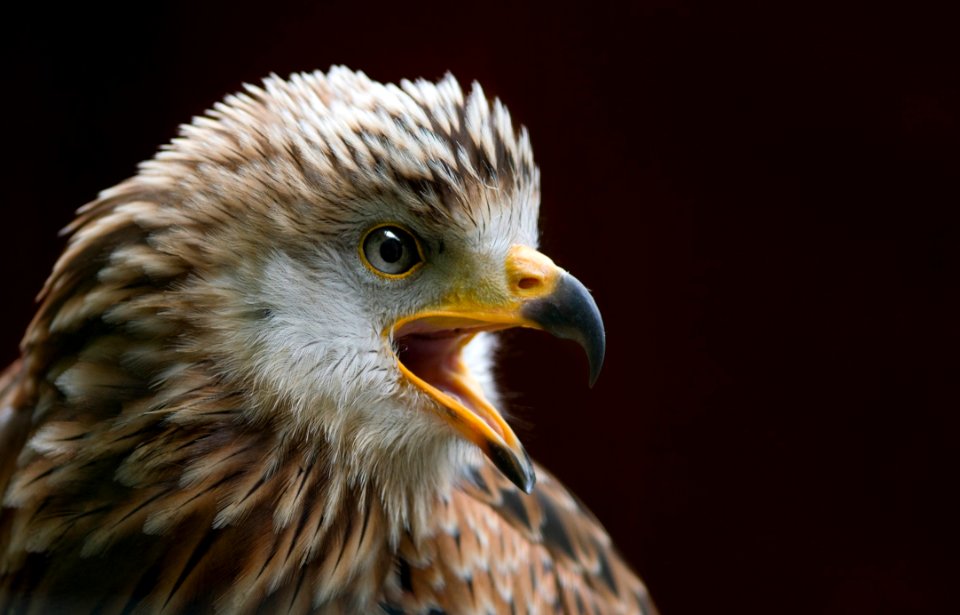 Animal World Avian