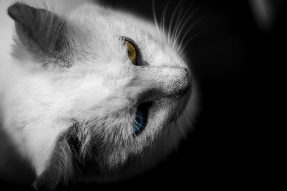 Animal Cat Close-up