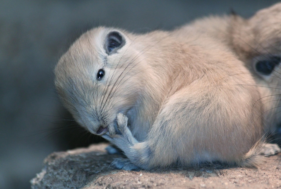 Animal world fur nager