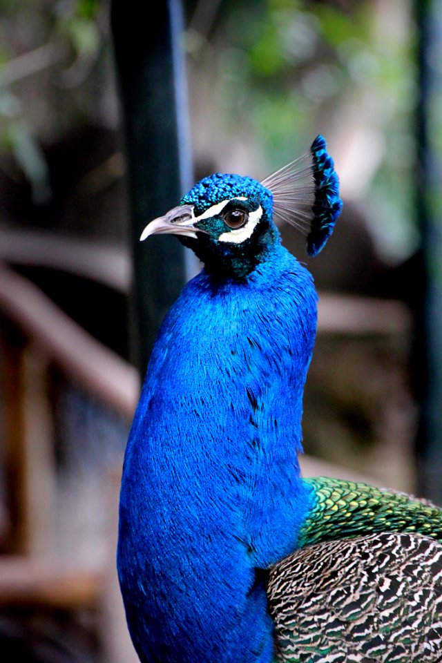 Animal Avian Beak photo