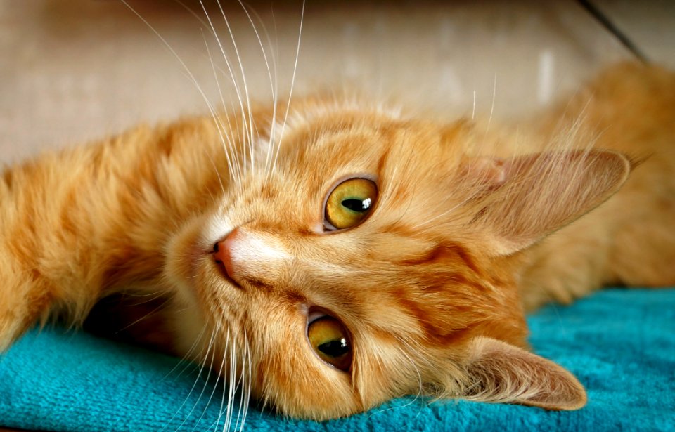 Animal Cat Close-up