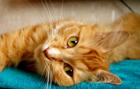 Animal Cat Close-up photo