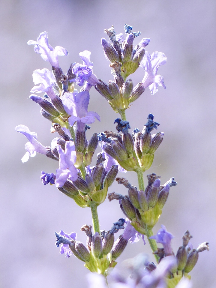 Violet inflorescence true lavender photo