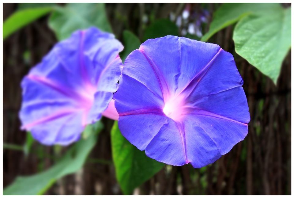 Purple plant purple flower