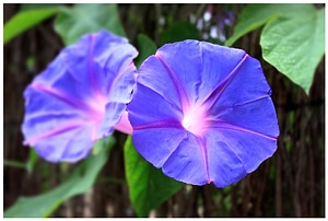 Purple plant purple flower