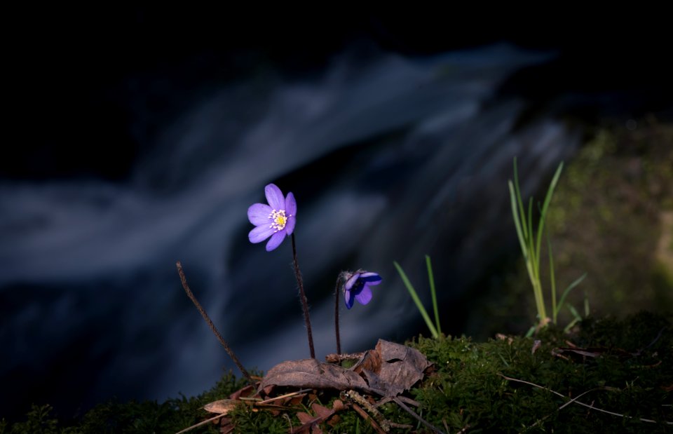 Bloom Blooming Blossom