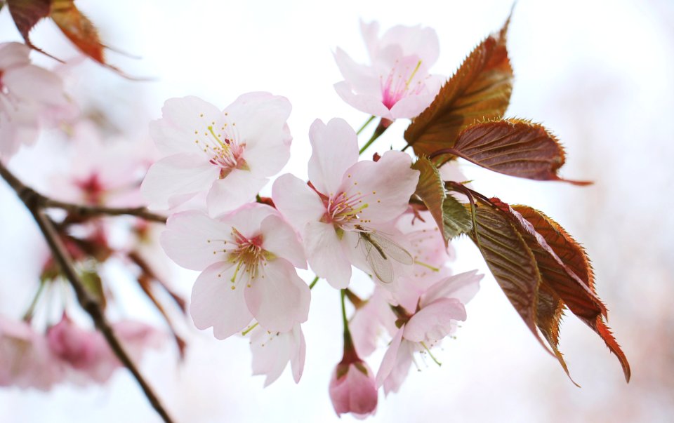 Bloom Blooming Blossom