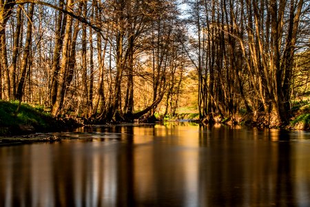 Daylight Environment Forest photo