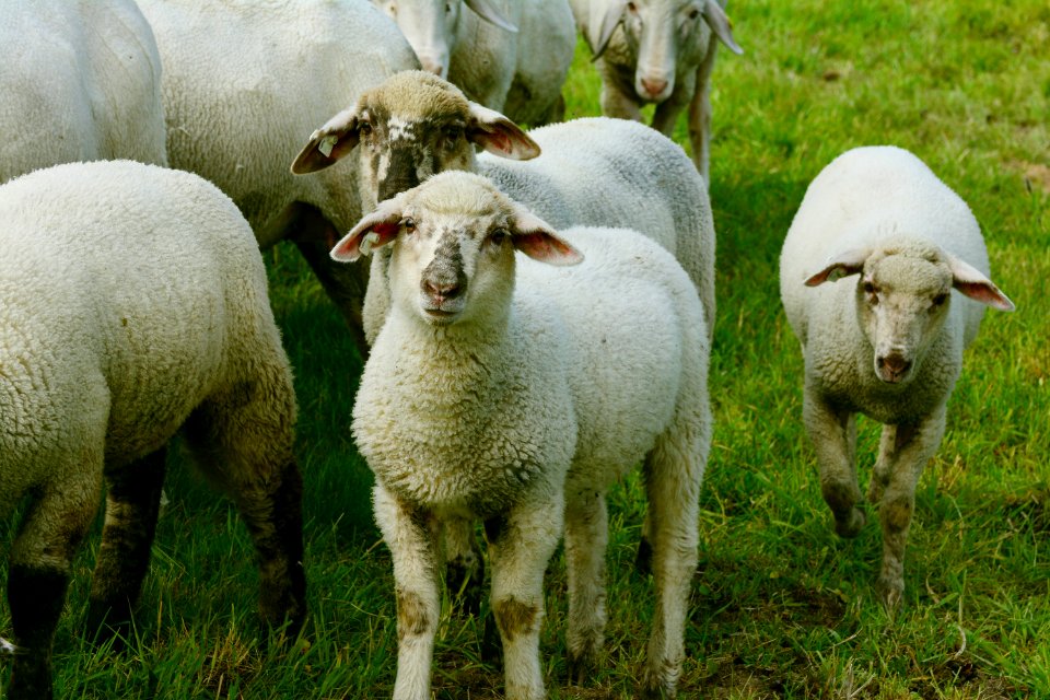 Agriculture Animals Countryside