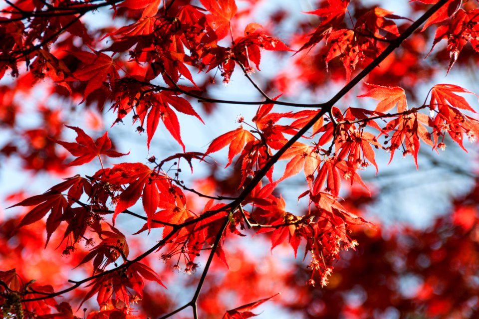 Branch Bright Close-up