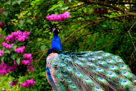 Animal Beautiful Bird