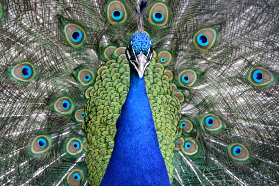 Animal Photography Beautiful
