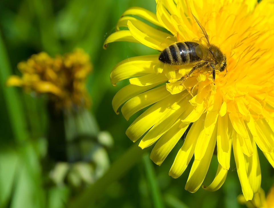 Flower insect spring