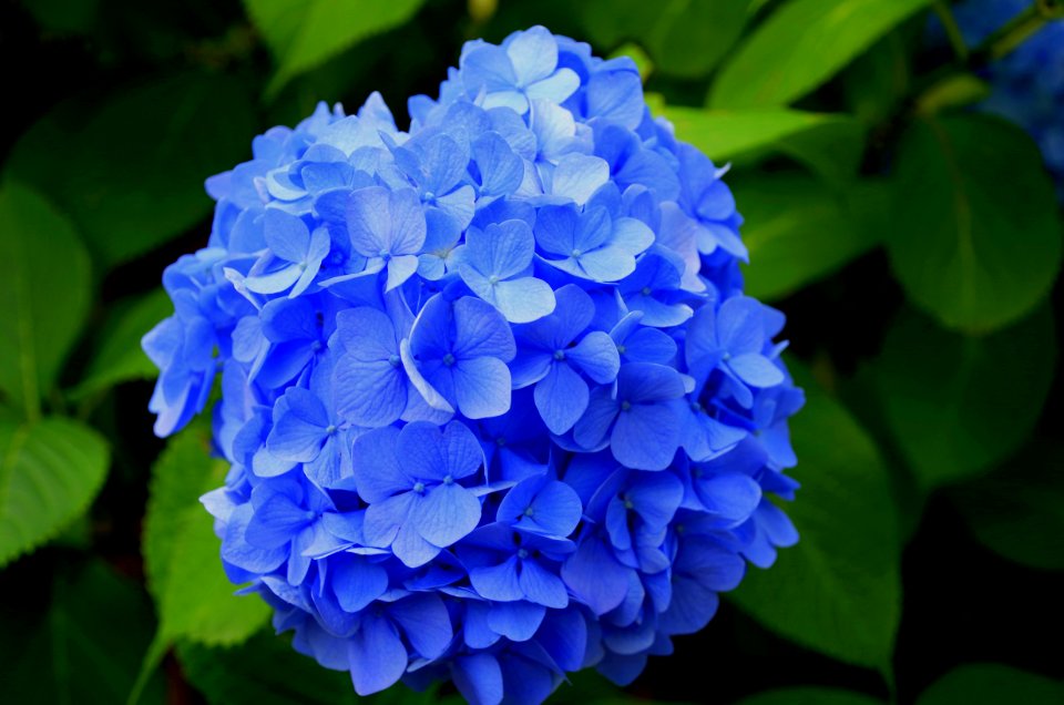 Beautiful Blooming Blossom