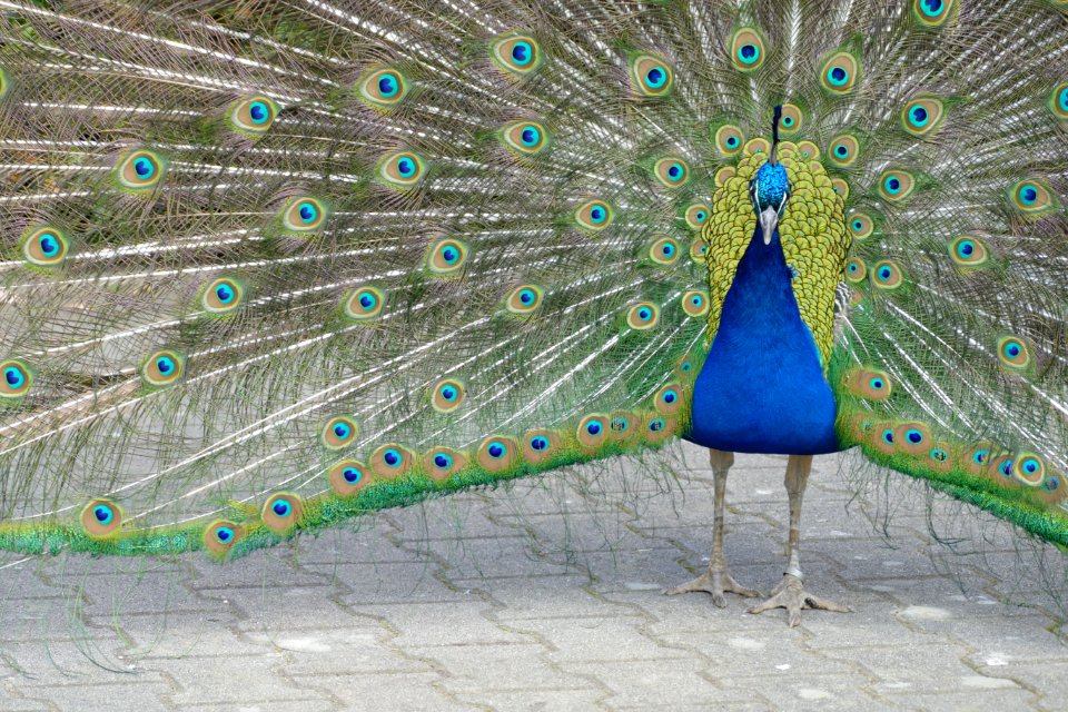 Animal Beautiful Bird
