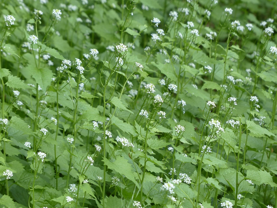 White garlic herb knoblauchhederich