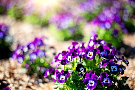 Beautiful Bloom Blooming