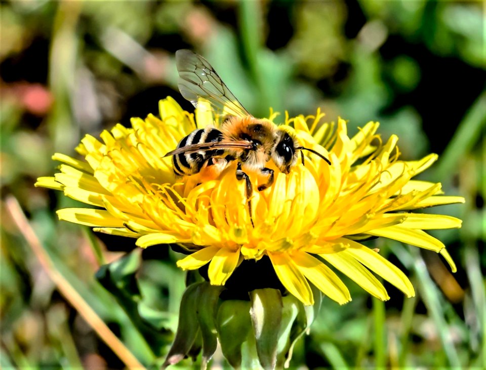 Animal Beautiful Bee