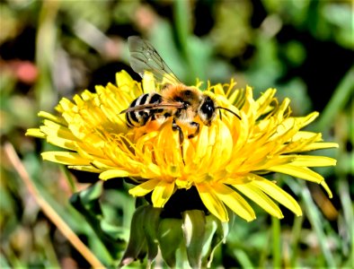 Animal Beautiful Bee