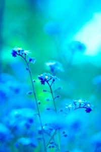 Beautiful Bloom Blooming