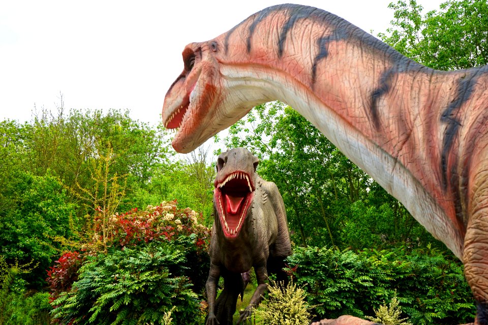 Animal Beast Carnivore