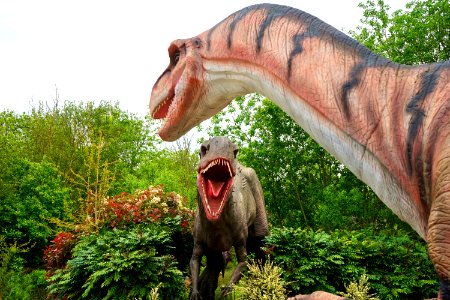Animal Beast Carnivore
