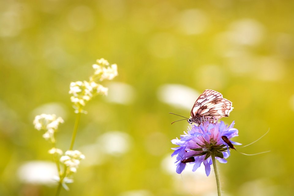 Animal Beautiful Bloom