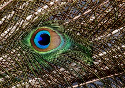 Close -up Colourful