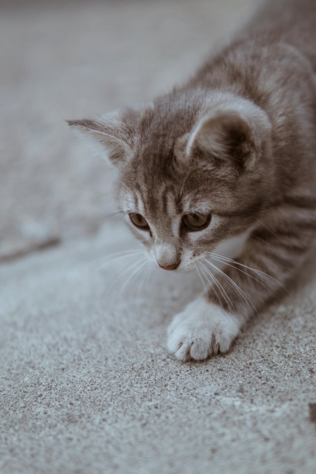 Close-up Photography Of Cat