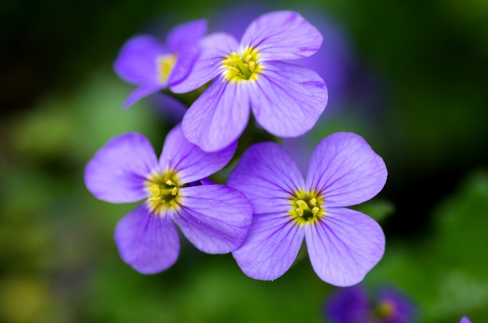 Beautiful Beauty Bloom