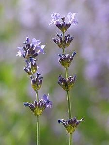 Violet inflorescence true lavender
