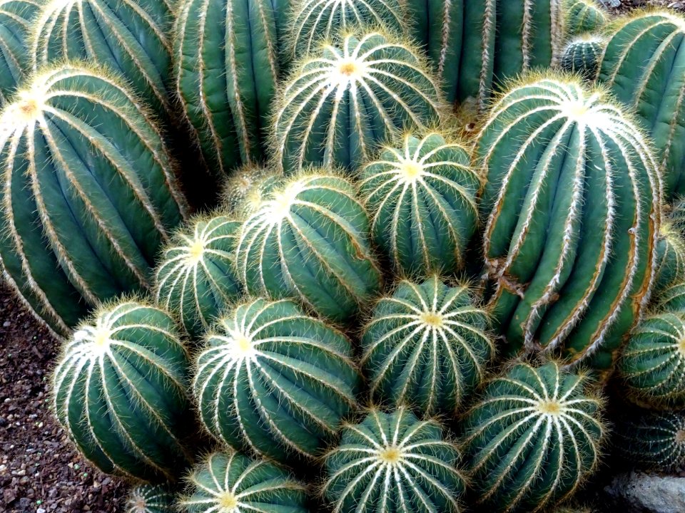 Botanical Cactuses Close-up