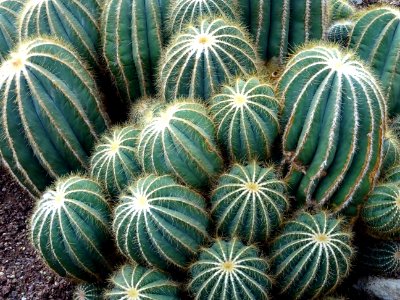 Botanical Cactuses Close-up