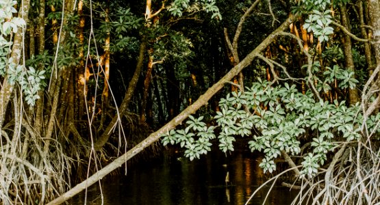 Daylight Forest Growth