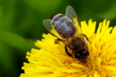Animal Beautiful Bee