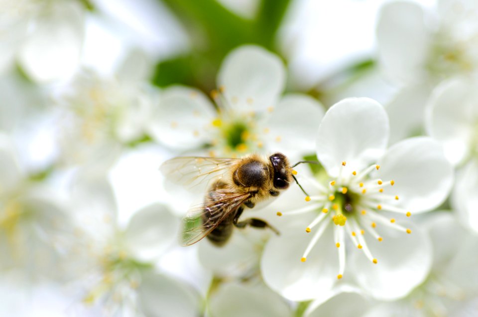 Animal Antenna Bee