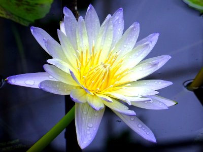 Aquatic Plant Beautiful