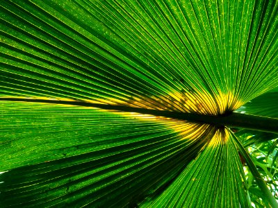 Botanical Bright Close-up