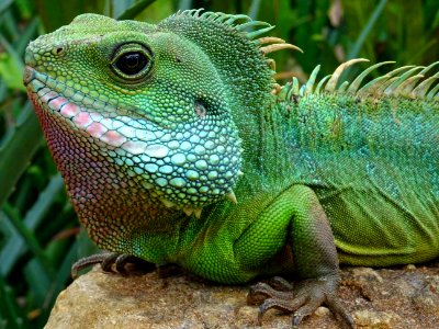 Animal Close-up Colors photo