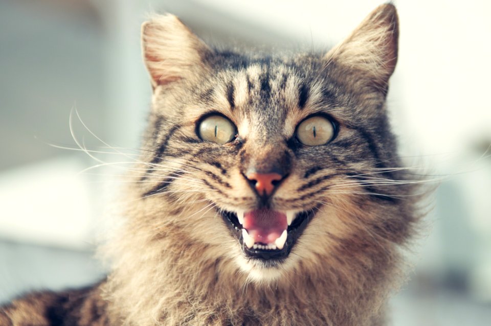Animal Photography Blur