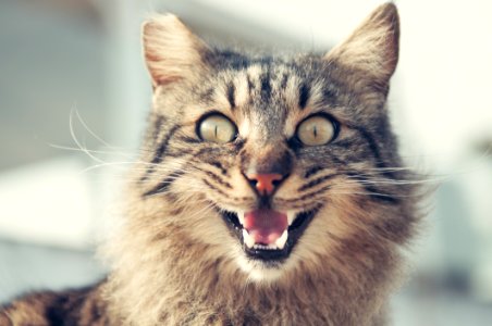 Animal Photography Blur