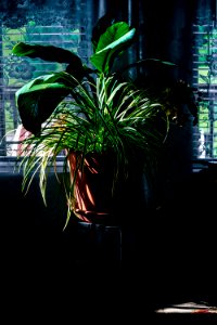 Arrangement Background Blur