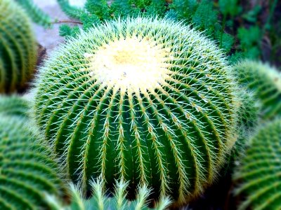 Blur Botanical Cactus