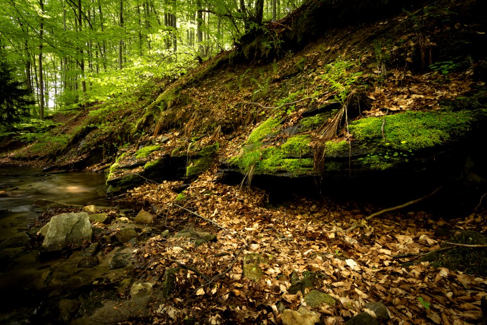Creek Daylight Environment