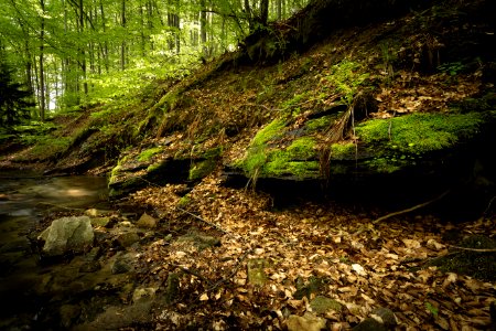 Creek Daylight Environment
