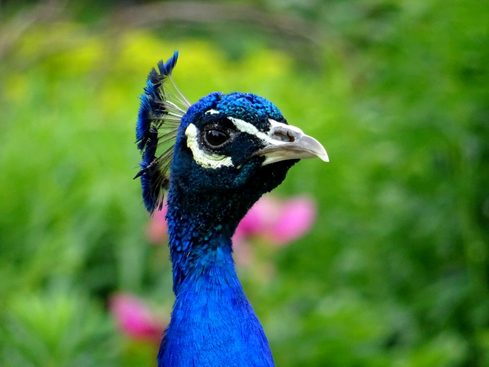 Animal Photography Beak photo