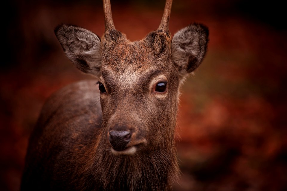 Animal Photography Antler