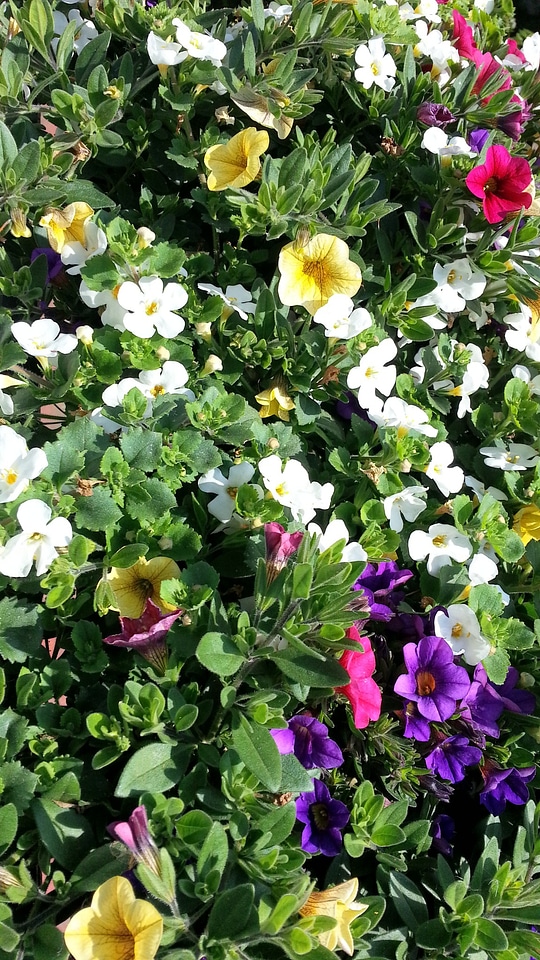 Nature colorful flowers beautiful