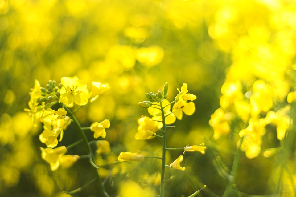 Selective-focus Photography Of Yellow Petaled Flowers photo