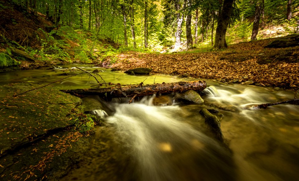 Creek Environment Fall